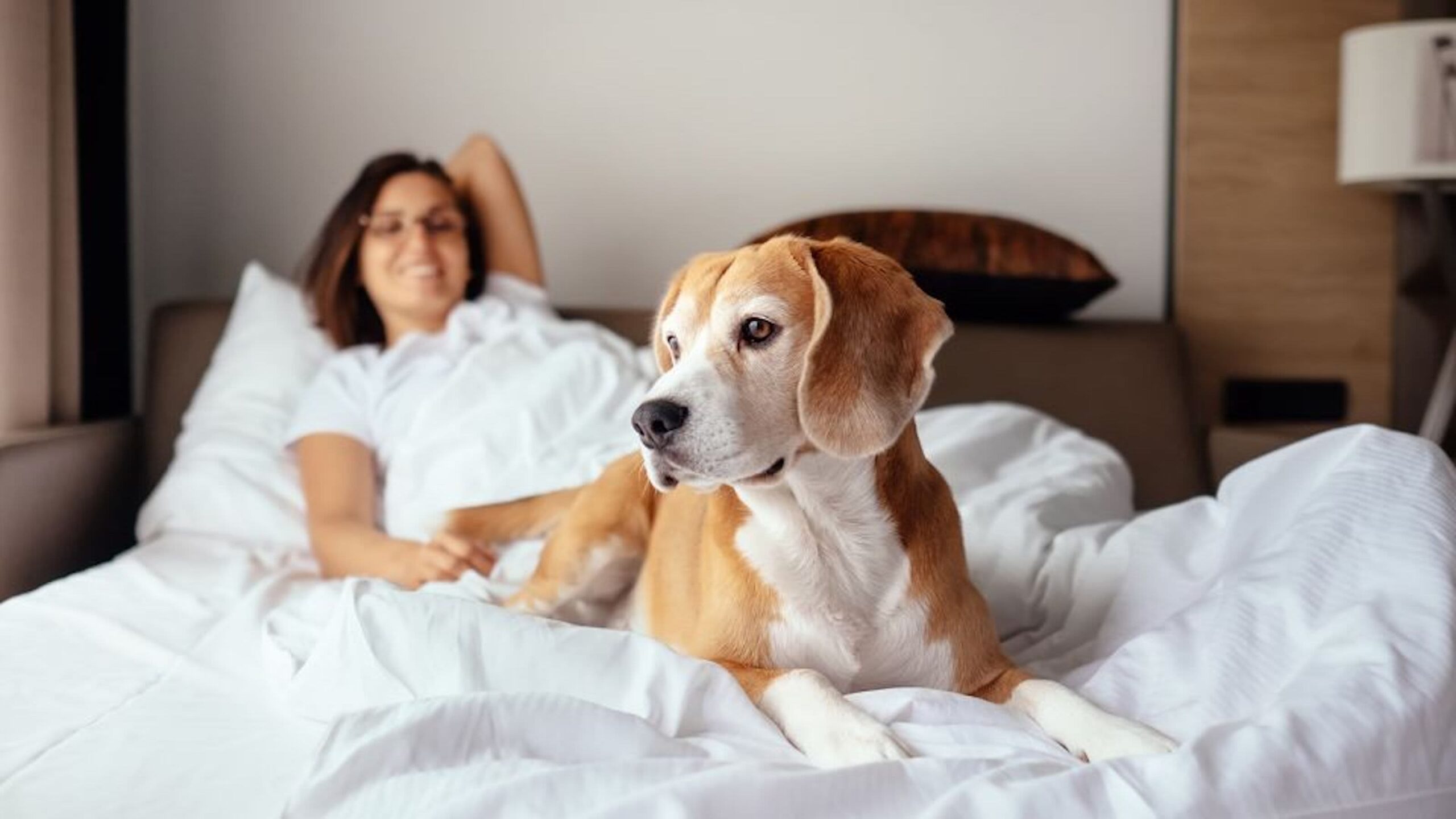 Hotels That Accept Pets Near Me: A Comprehensive Guide for Pet Parents